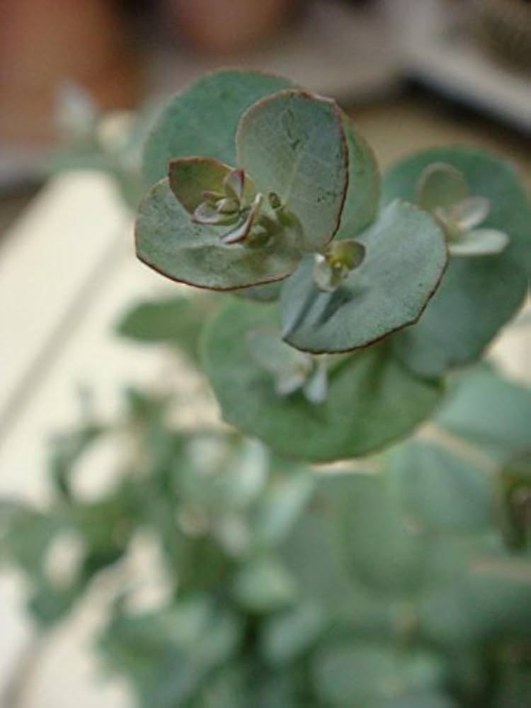 Amazon｜ユーカリの木 苗3株セット販売｜観葉植物 オンライン通販